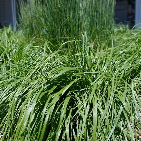 Siesta בית נופש רבאל