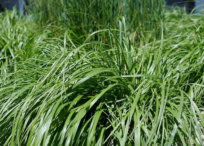 Siesta Ferienhaus Rewal